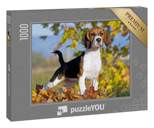 Puzzle „Porträt eines Beagles“