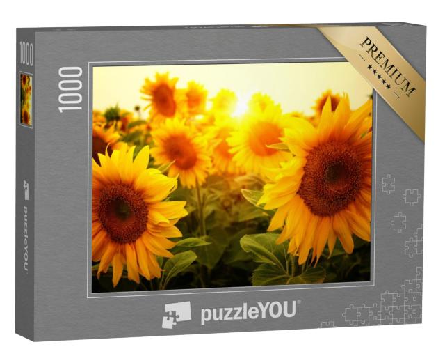 Puzzel 1000 stukjes „Een veld zonnebloemen in de zon“