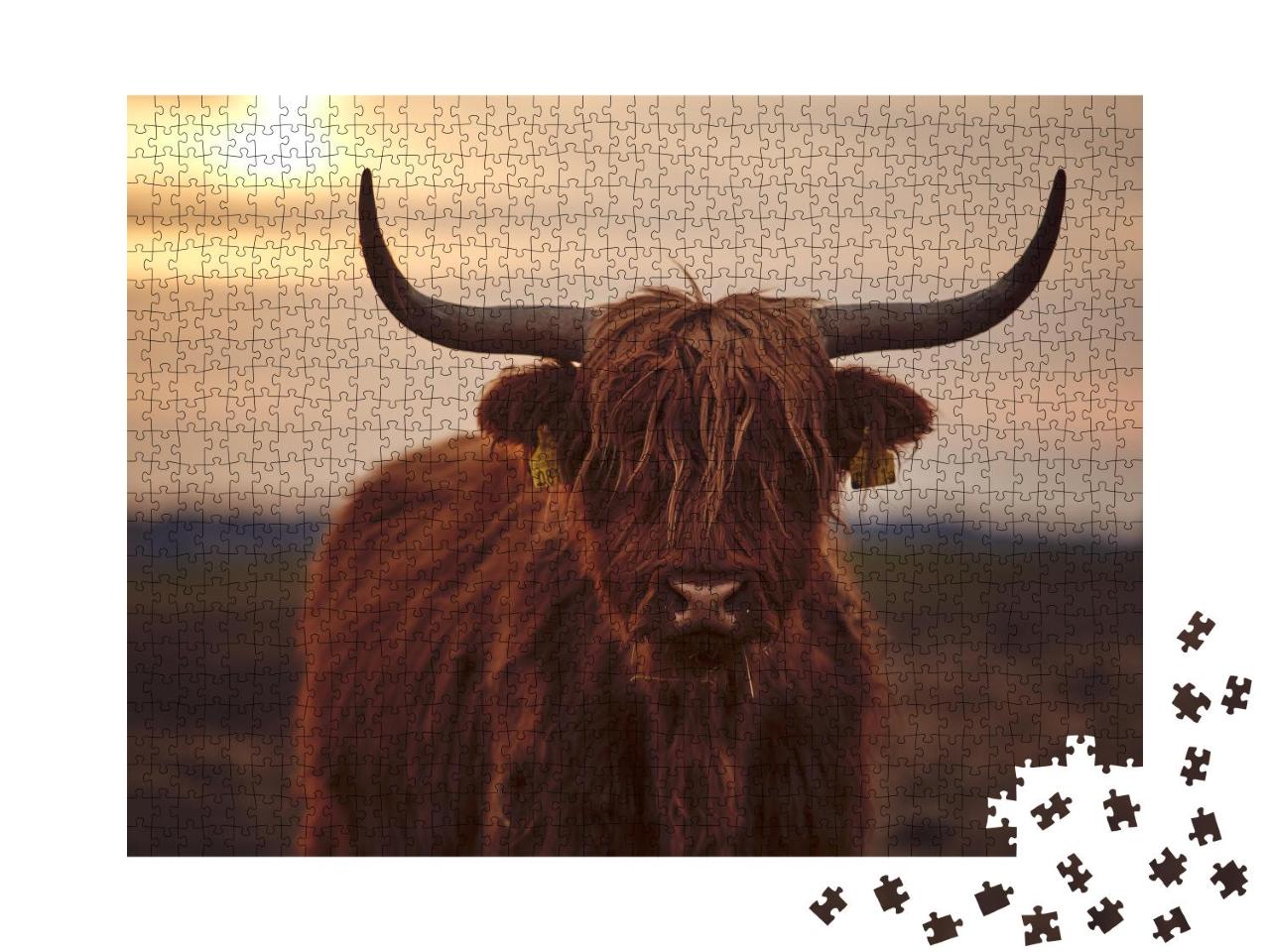 Puzzle 1000 Teile „Nahaufnahme: Junges schottisches Hochlandrind“