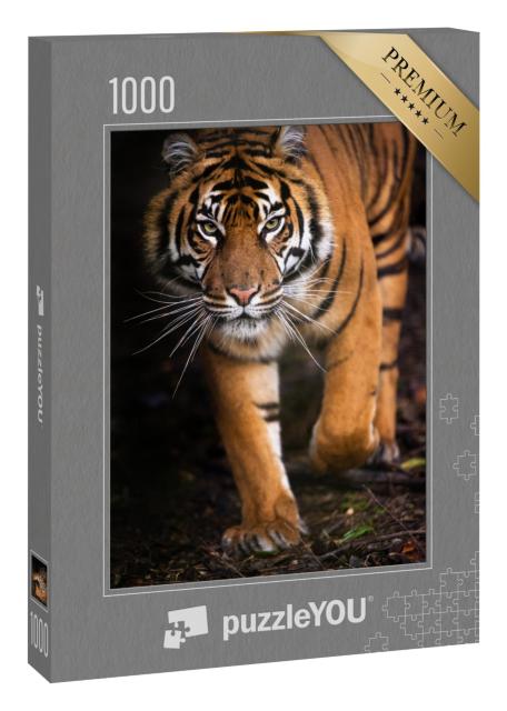Puzzle 1000 Teile „Junger Sumatra-Tiger“