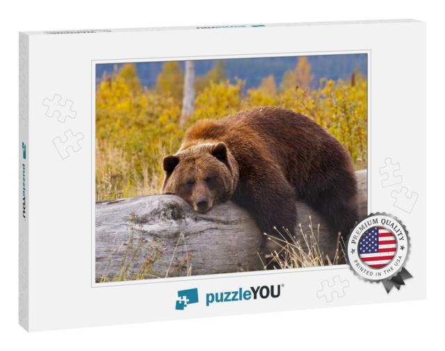 A Grizzly Bear in Alaska Taking a Rest on a Fallen Tree... Jigsaw Puzzle