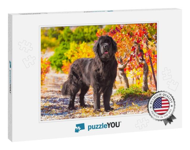 Newfoundland Dog... Jigsaw Puzzle