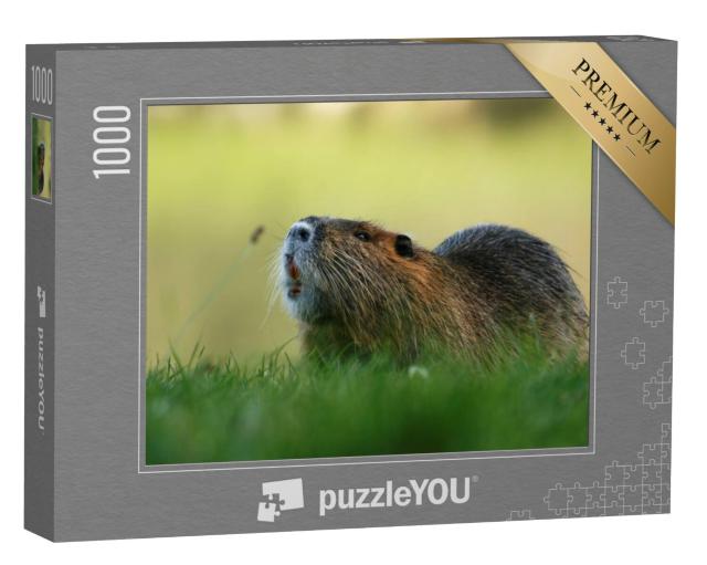 Puzzel 1000 stukjes „Een Coypu knaagdier in het gras“