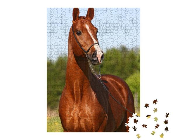 Puzzle 1000 Teile „Kastanienfarbener Trakehner-Hengst“