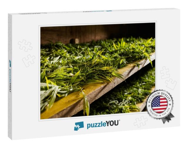 Freshly Cut Medical Marijuana Buds & Placed in D... Jigsaw Puzzle