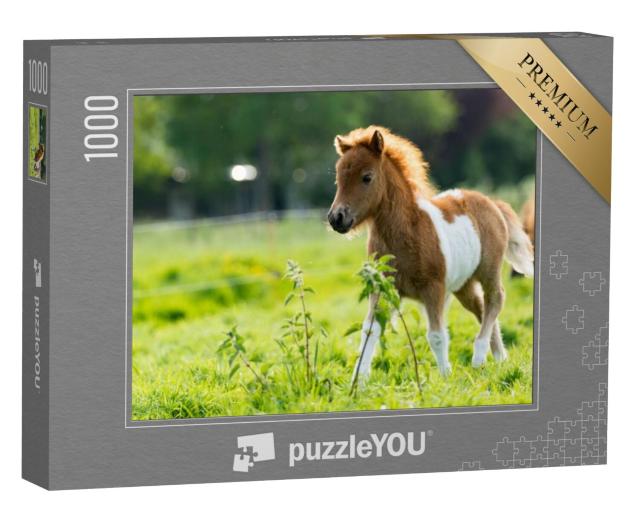 Puzzel 1000 stukjes „Schattig Shetlandveulen verkent de wereld“