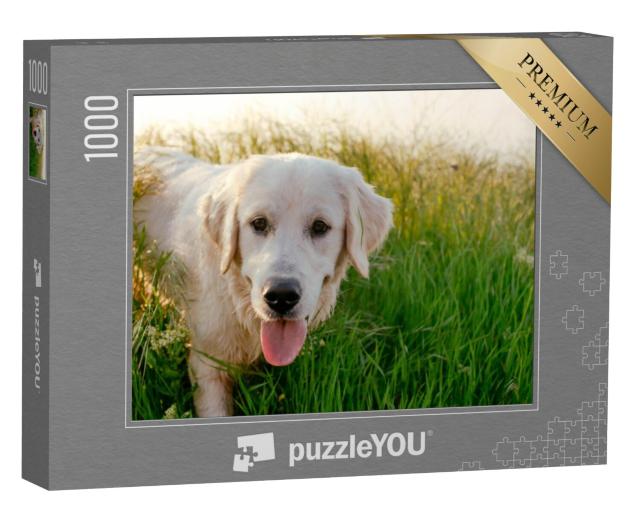 Puzzel 1000 stukjes „Labrador Retriever loopt door een weiland“