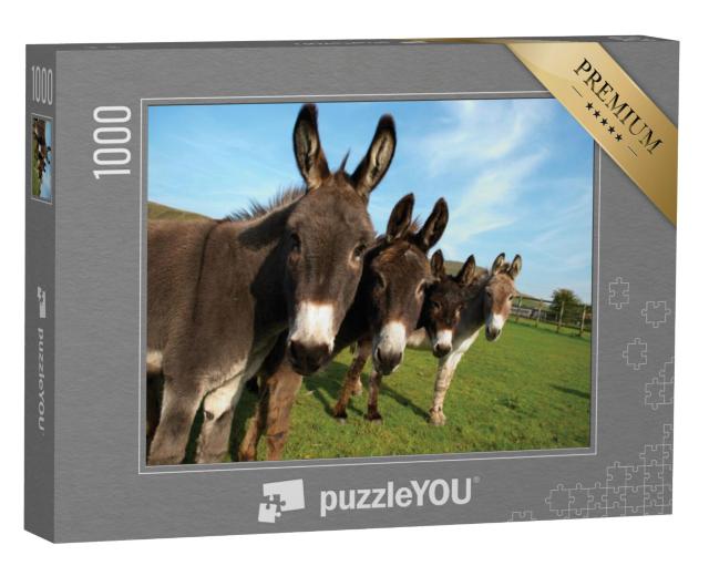 Puzzel 1000 stukjes „Groep ezels in een veld“