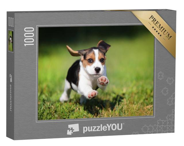 Puzzel 1000 stukjes „Een beagle puppy in het gras“