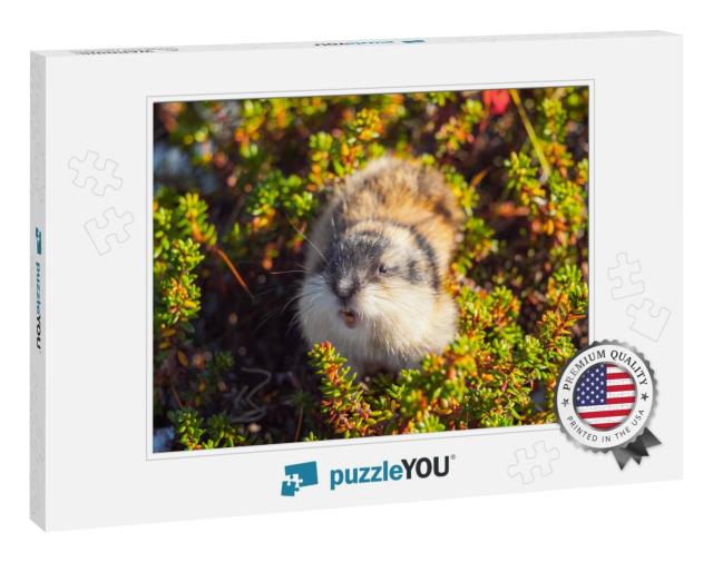 Wild Angry Norwegian Lemming Looking. Khibiny Mountains... Jigsaw Puzzle