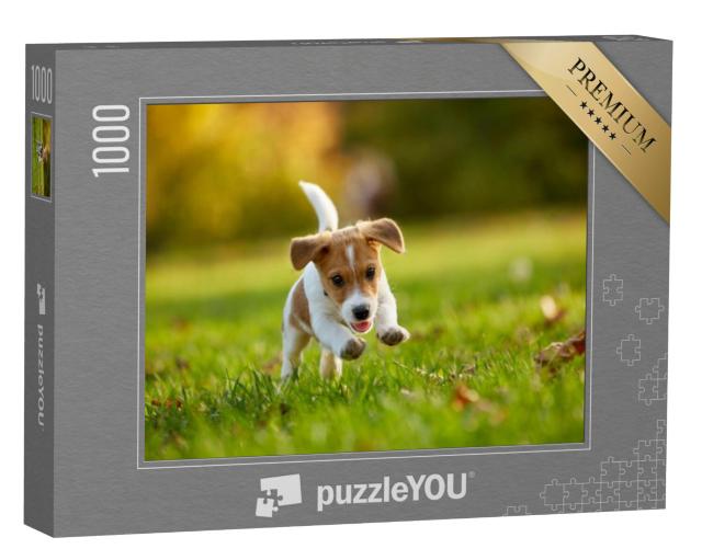 Puzzel 1000 stukjes „Jack Russell Terrier aan het spelen in het herfstpark“