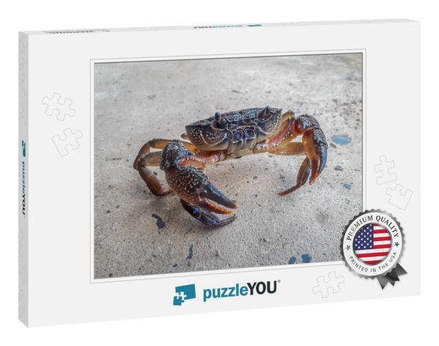 The Black Crab in the Tank... Jigsaw Puzzle