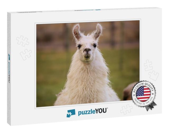 Content Grinning Llama... Jigsaw Puzzle