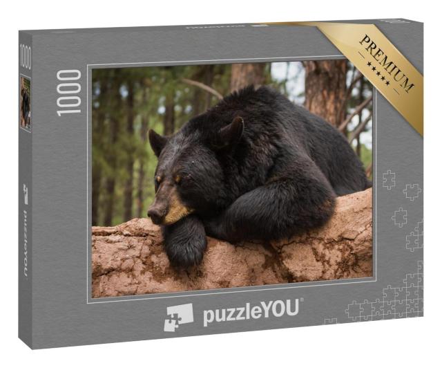 Puzzle 1000 Teile „Fauler Bär auf einem Baumstamm“