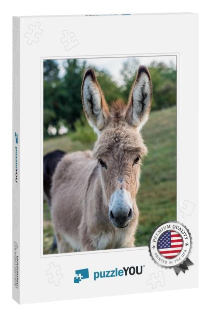 Young Donkeys in the Pasture... Jigsaw Puzzle