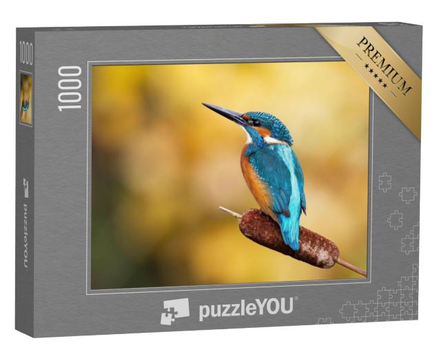 Puzzel 1000 stukjes „Een mannelijke ijsvogel met prachtig verenkleed“