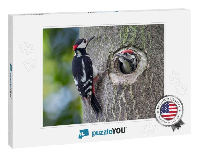 Father & Son, Portrait of Woodpeckers Dendrocopos Major... Jigsaw Puzzle