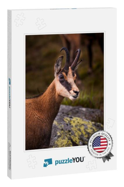 Portrait of Chamois, Wild Chamois in Nature... Jigsaw Puzzle