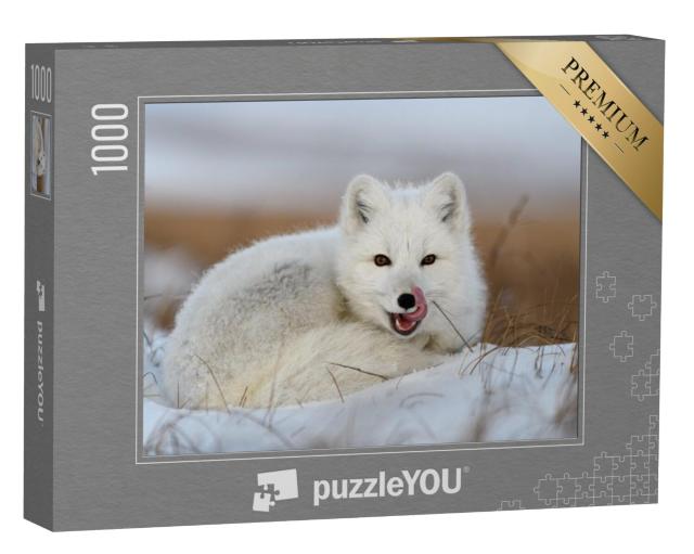 Puzzel 1000 stukjes „Arctische witte vos, Vulpes lagopus, opgekruld in de sneeuw“