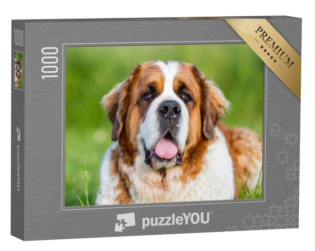 Puzzel 1000 stukjes „Close-up van een sint-bernardshond“