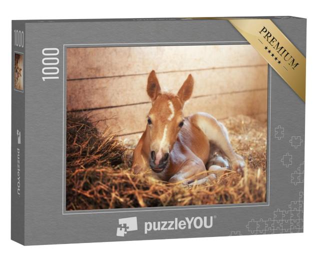 Puzzel 1000 stukjes „Haflinger veulen op stal“