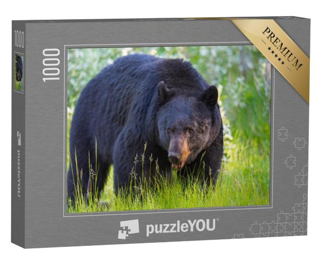 Puzzel 1000 stukjes „Wilde zwarte beer in Banff en Jasper National Park, Canada“