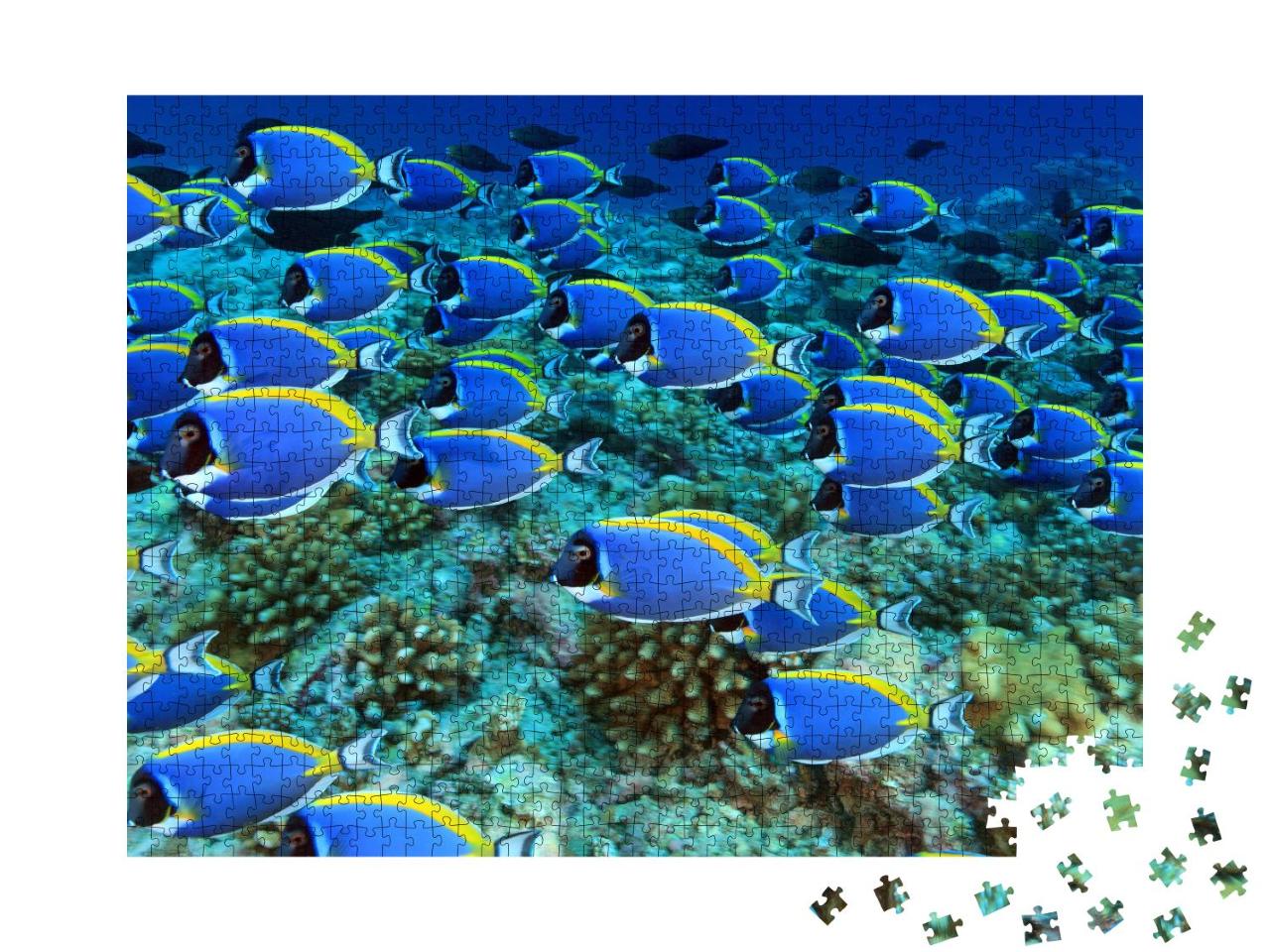 Puzzle 1000 Teile „Schwarm von Doktorfischen im Korallenriff“