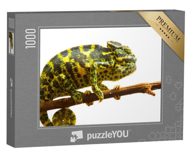 Puzzel 1000 stukjes „Gewone kameleon“