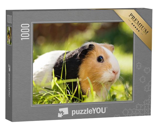 Puzzel 1000 stukjes „Een schattige driekleurige cavia“