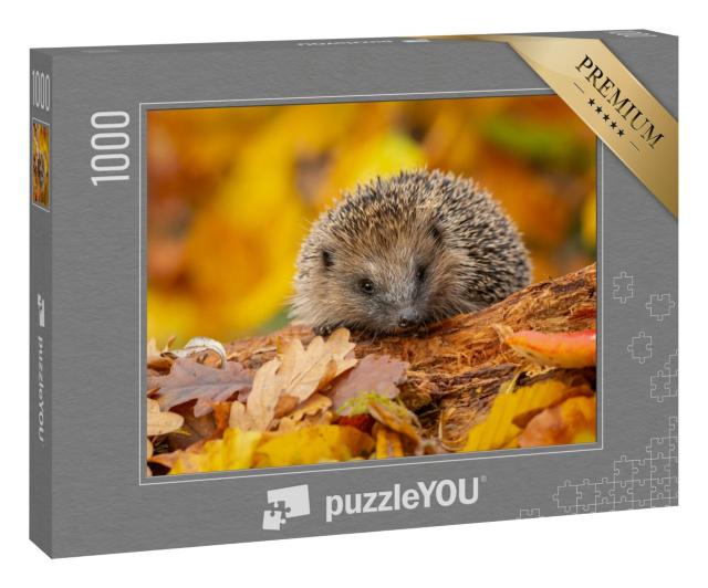 Puzzle 1000 Teile „Ein süßer Igel im herbstlichen Laub“