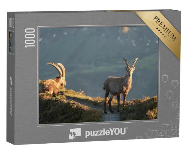 Puzzel 1000 stukjes „Steenbok, alpensteenbok, Zwitserse Alpen“