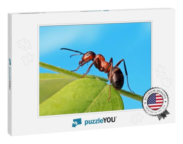 Ant Resting on the Grass... Jigsaw Puzzle