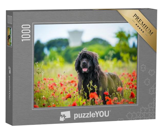 Puzzel 1000 stukjes „Newfoundland in rode klaprozen“