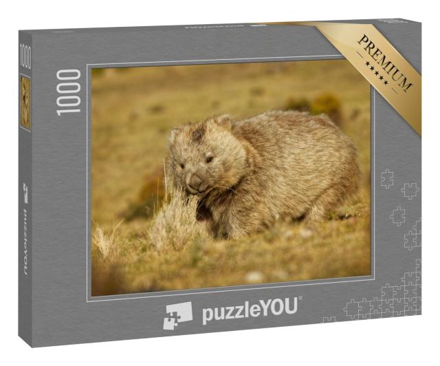 Puzzle 1000 Teile „Wombat im abendlichen Tasmanien“