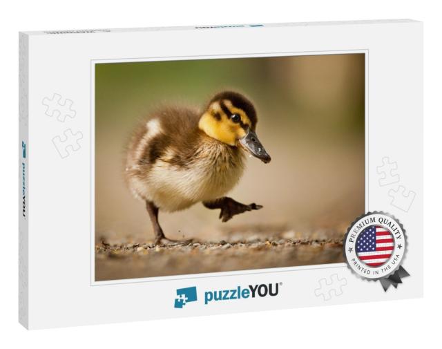 Duck... Jigsaw Puzzle