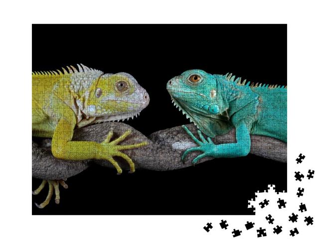 Puzzle 1000 Teile „Blauer Leguan: Grand Cayman Blue Iguanas“