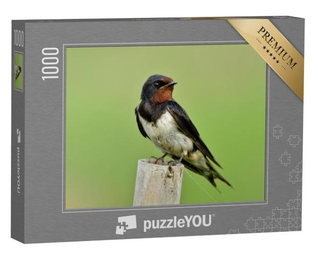 Puzzel 1000 stukjes „Boerenzwaluw, ook bekend als gierzwaluw“