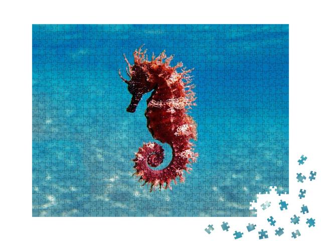 Puzzle 1000 Teile „Meeresszene: Mittelmeer-Seepferdchen, Hippocampus guttulatus“