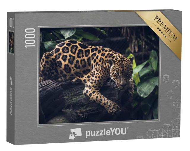 Puzzel 1000 stukjes „Jaguar, Panthera Onca“