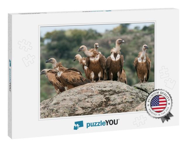 Griffon Vulture Gyps Fulvus Group Perched on Rocks... Jigsaw Puzzle