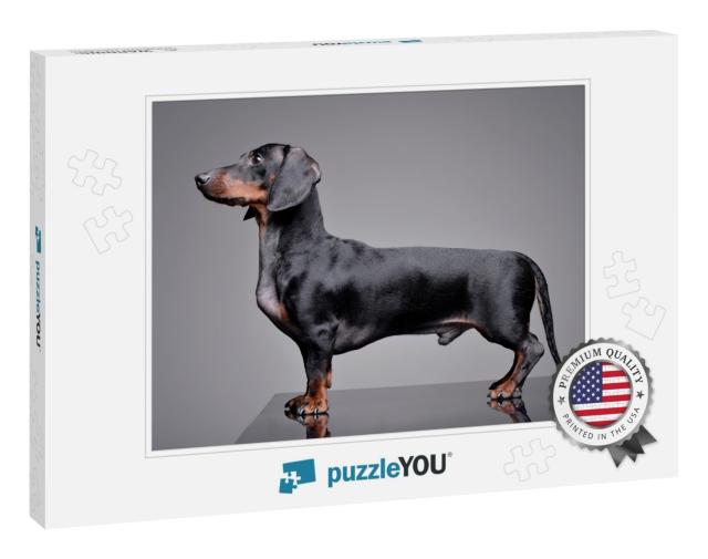 Studio Shot of an Adorable Dachshund Standing on Grey Bac... Jigsaw Puzzle