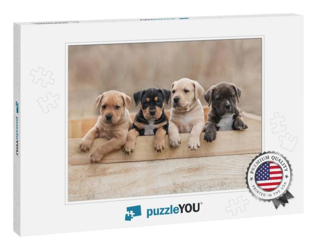 American Staffordshire Terrier Puppies Sitting in a Box... Jigsaw Puzzle