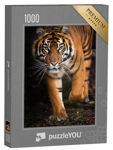 Puzzel 1000 stukjes „Jonge Sumatraanse tijger“