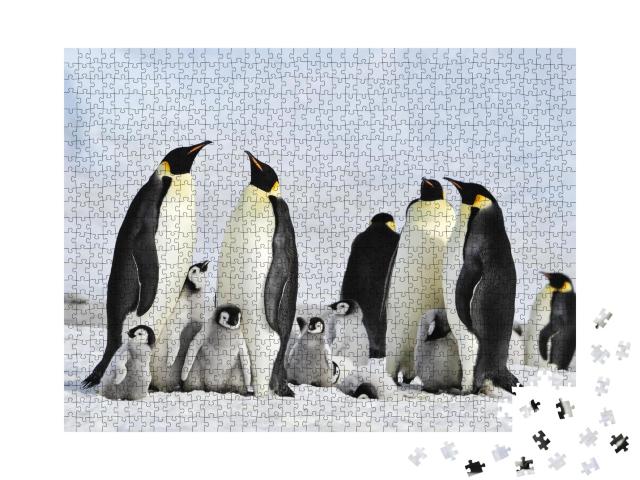 Puzzle 1000 Teile „Kaiserpinguin-Kolonie mit Jungtieren in der Antarktis“