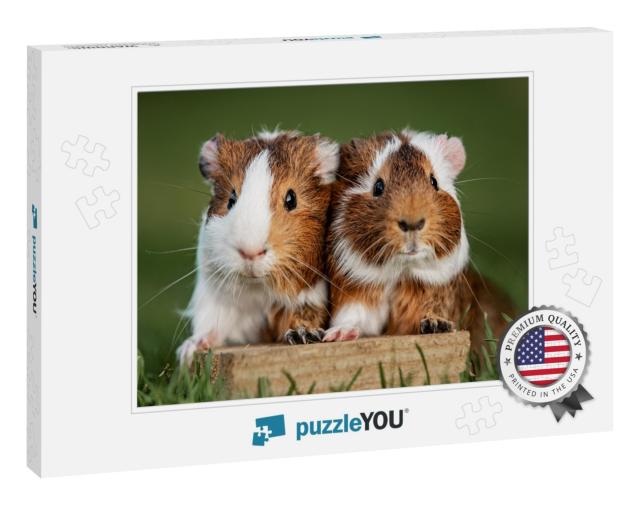 Two Lovely Guinea Pigs on the Lawn in Summer... Jigsaw Puzzle