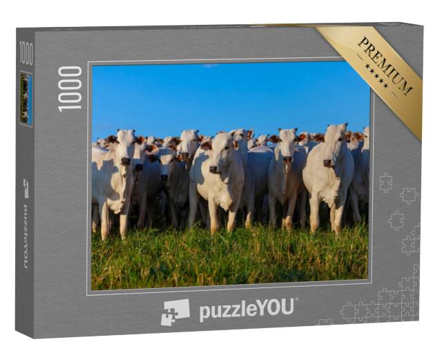 Puzzel 1000 stukjes „Kudde Nellore runderen op de weide“