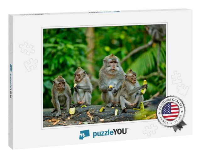 Adult Monkeys Sits & Eating Banana Fruit in the Forest. M... Jigsaw Puzzle