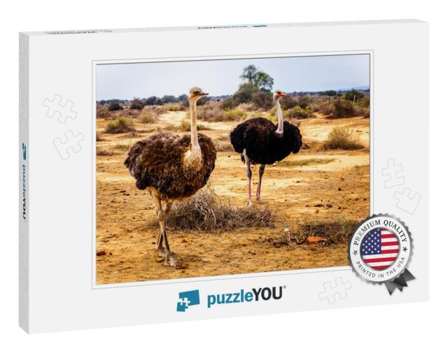 Female & Male Ostrich At an Ostrich Farm in Oudtshoorn in... Jigsaw Puzzle