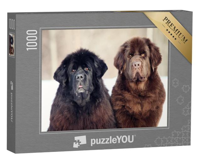 Puzzel 1000 stukjes „Zwart met bruine Newfoundland“