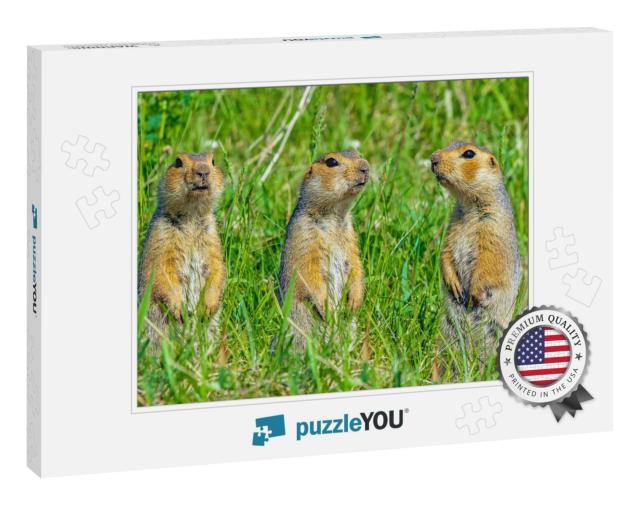 Funny Cute Loving Gophers Sitting in a Meadow on a Warm S... Jigsaw Puzzle